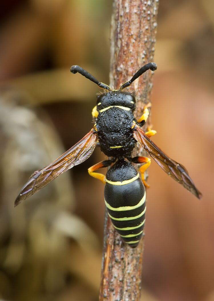 Odynerus reniformis