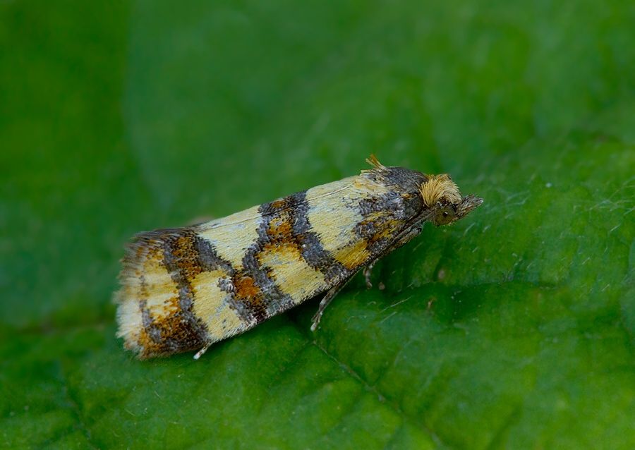 Aethes tesserana