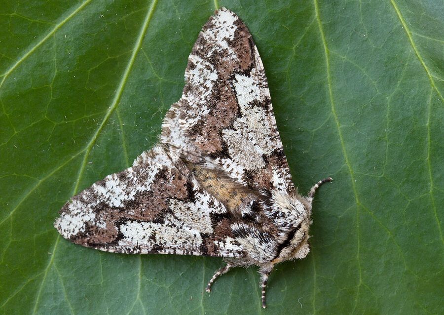 Biston strataria