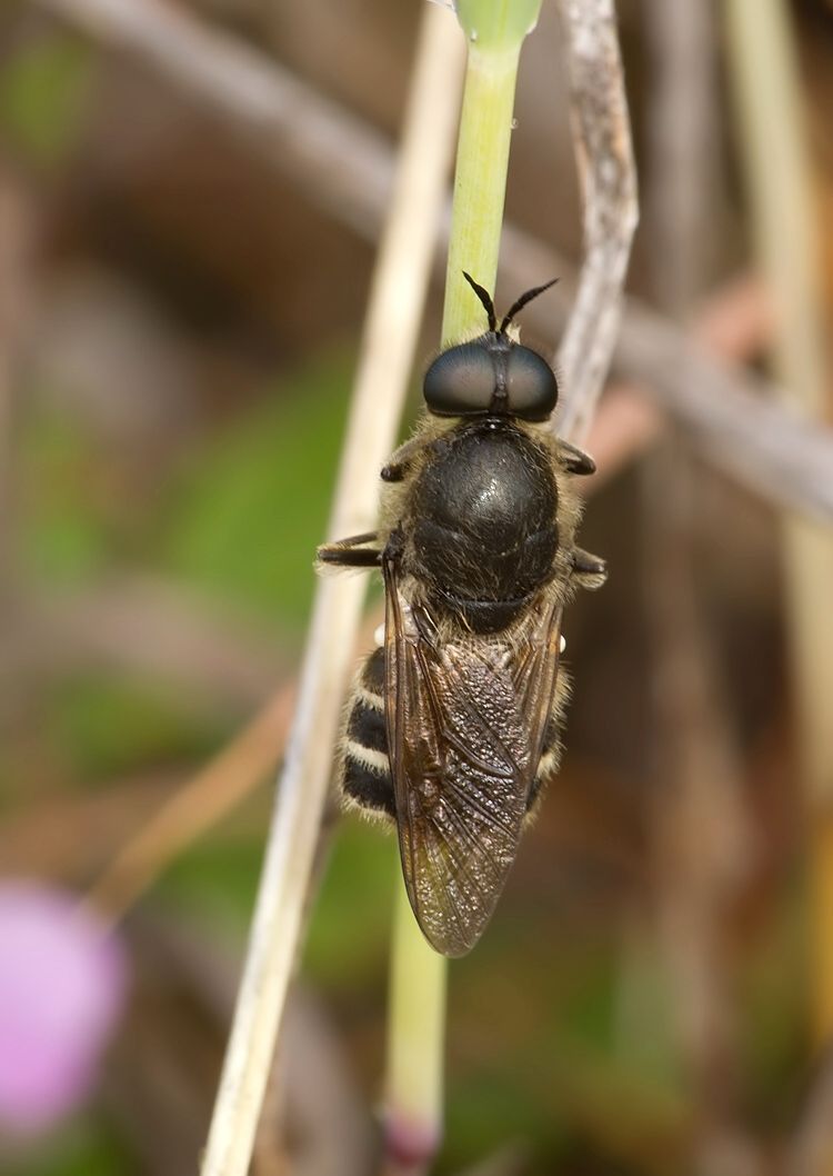 Lasiopa villosa