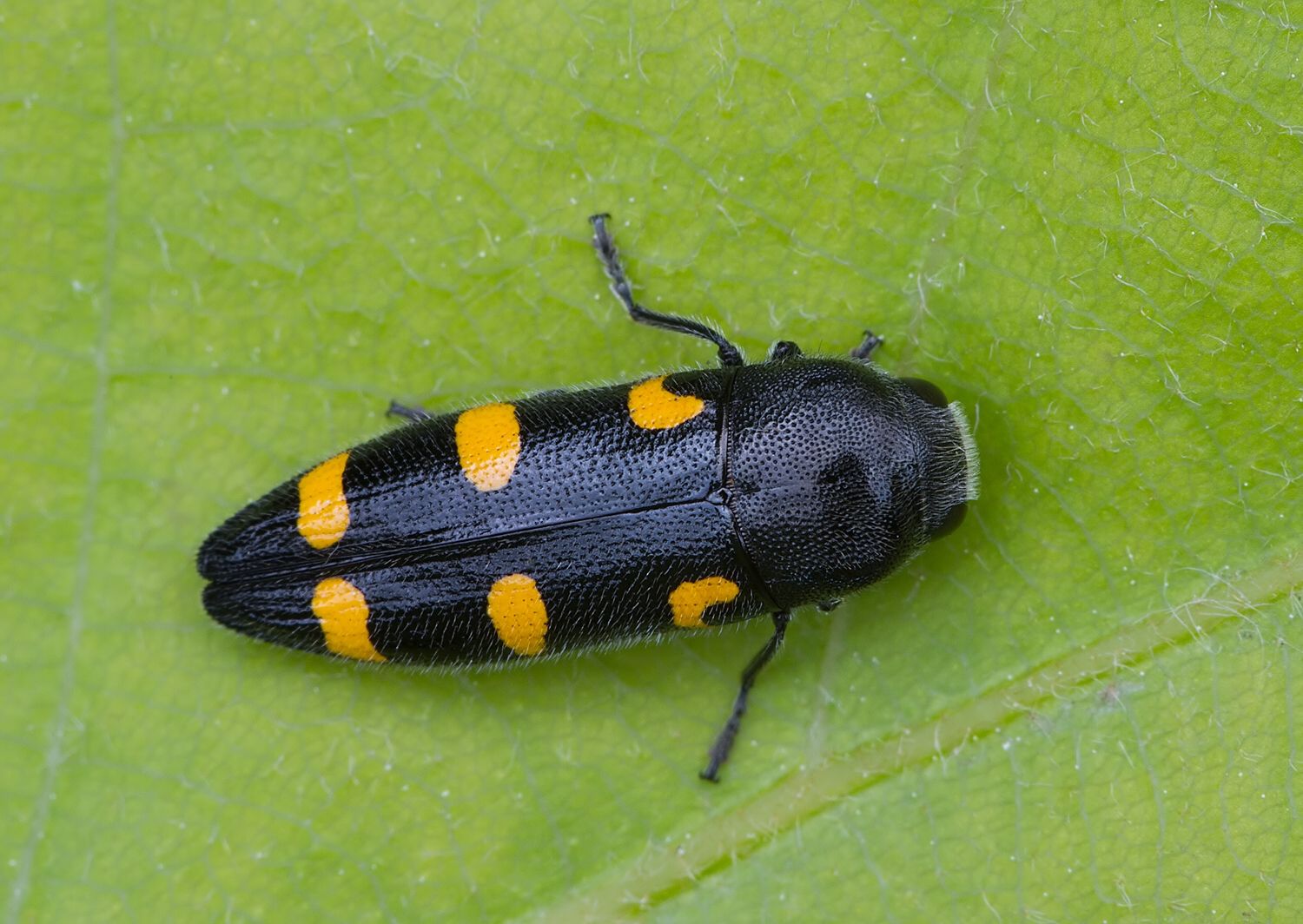 Ptosima undecimmaculata