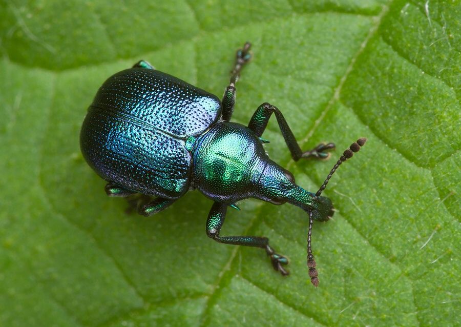 Byctiscus betulae