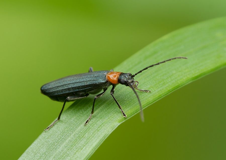 Ischnomera sanguinicollis
