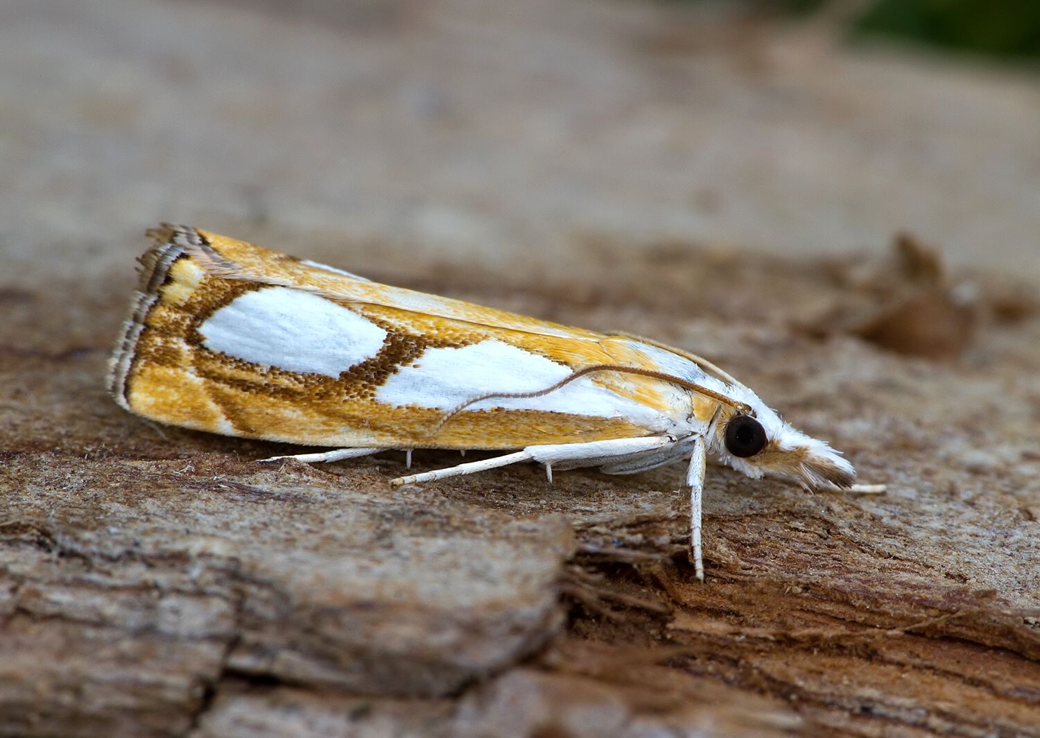 Catoptria pinella