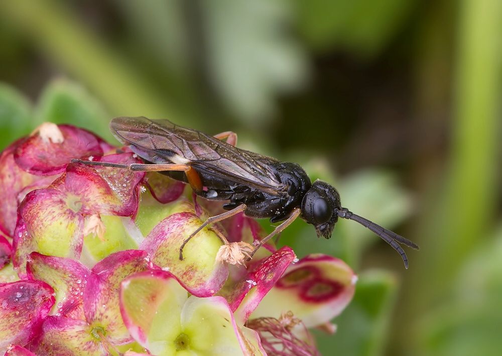 Allantus cinctus