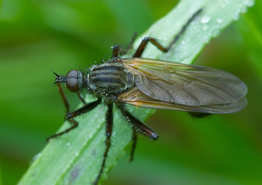 Empis tessellata