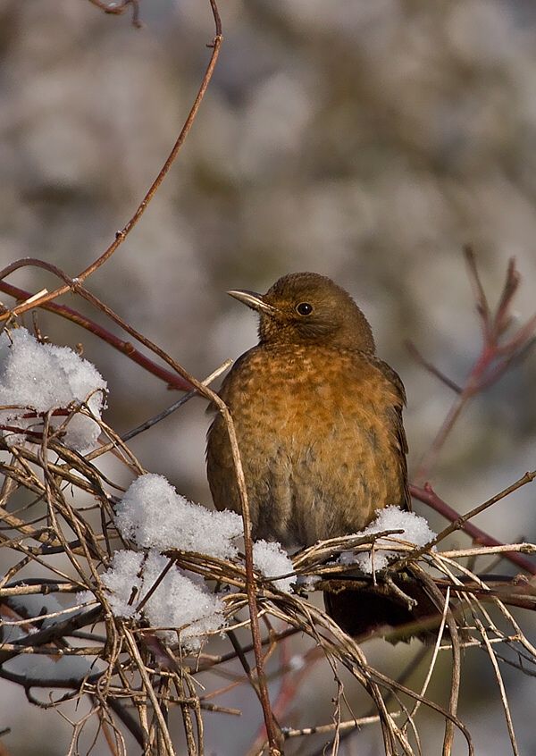Turdus merula (drozd čierny)