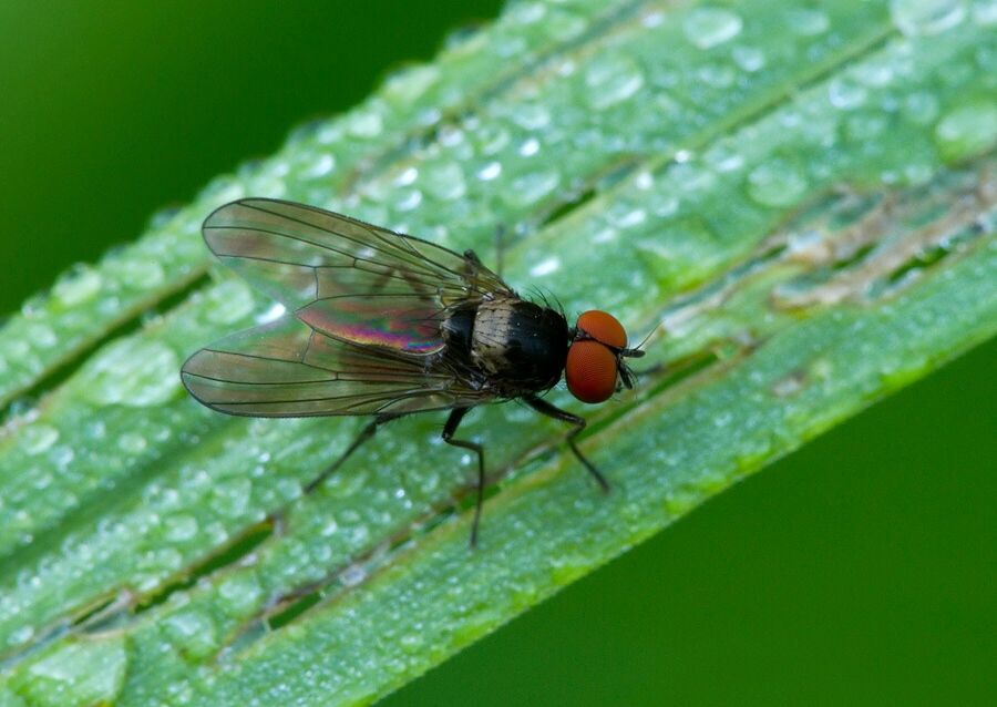Azelia nebulosa
