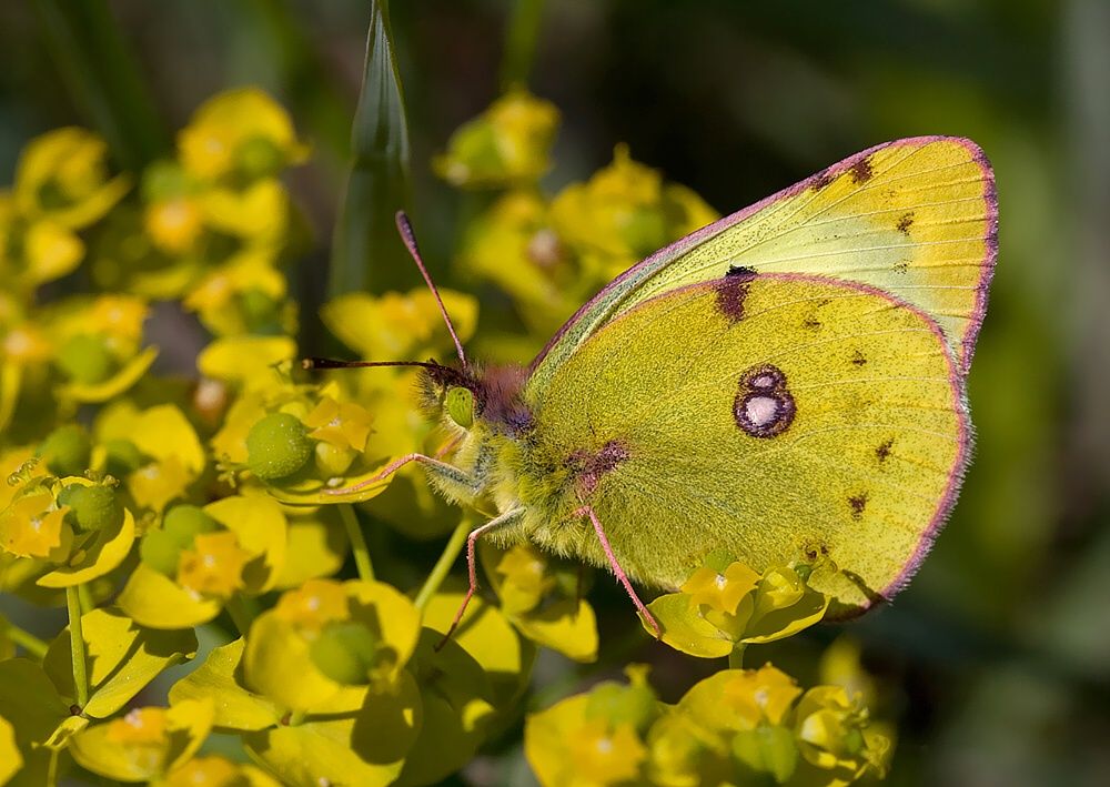Colias alfacariensis
