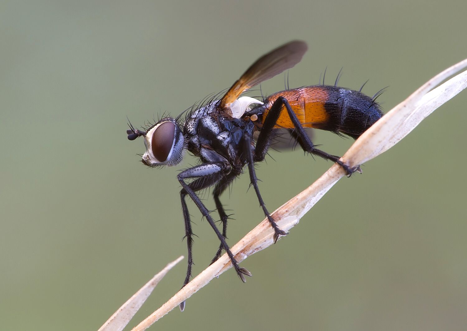 Cylindromyia auriceps