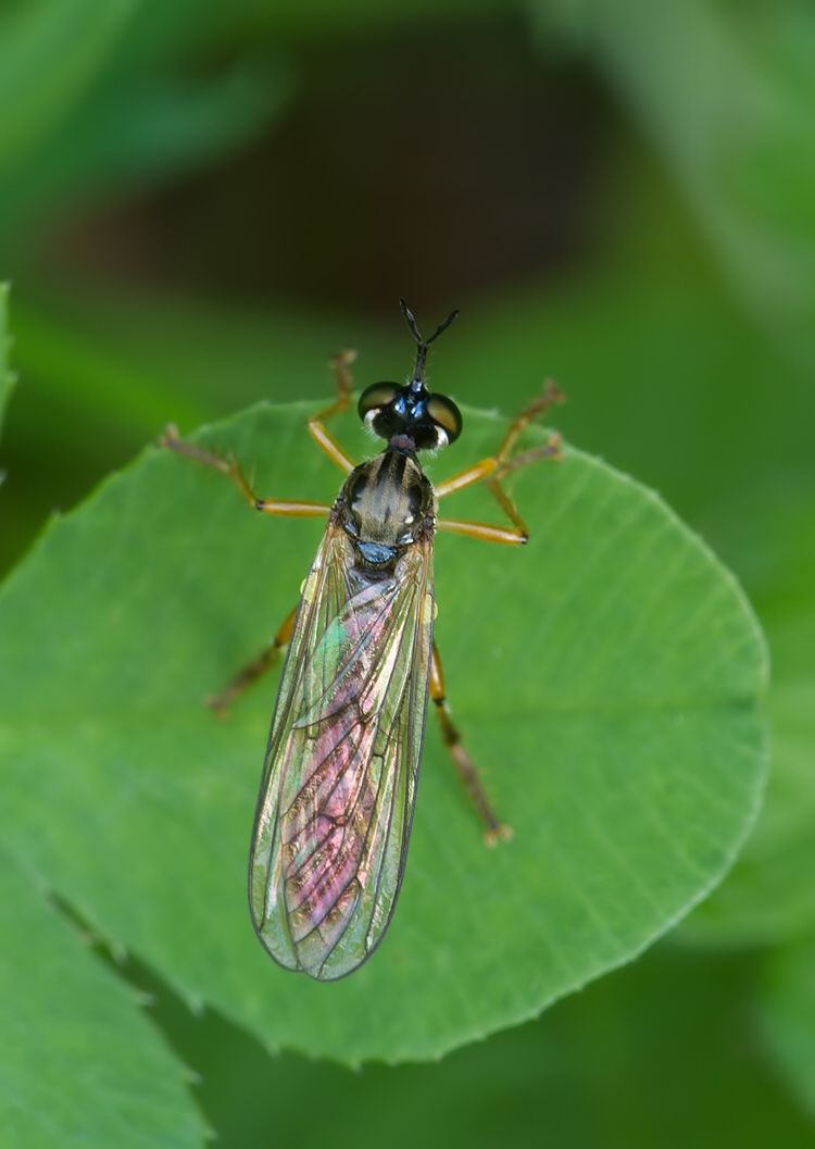 Dioctria bicincta
