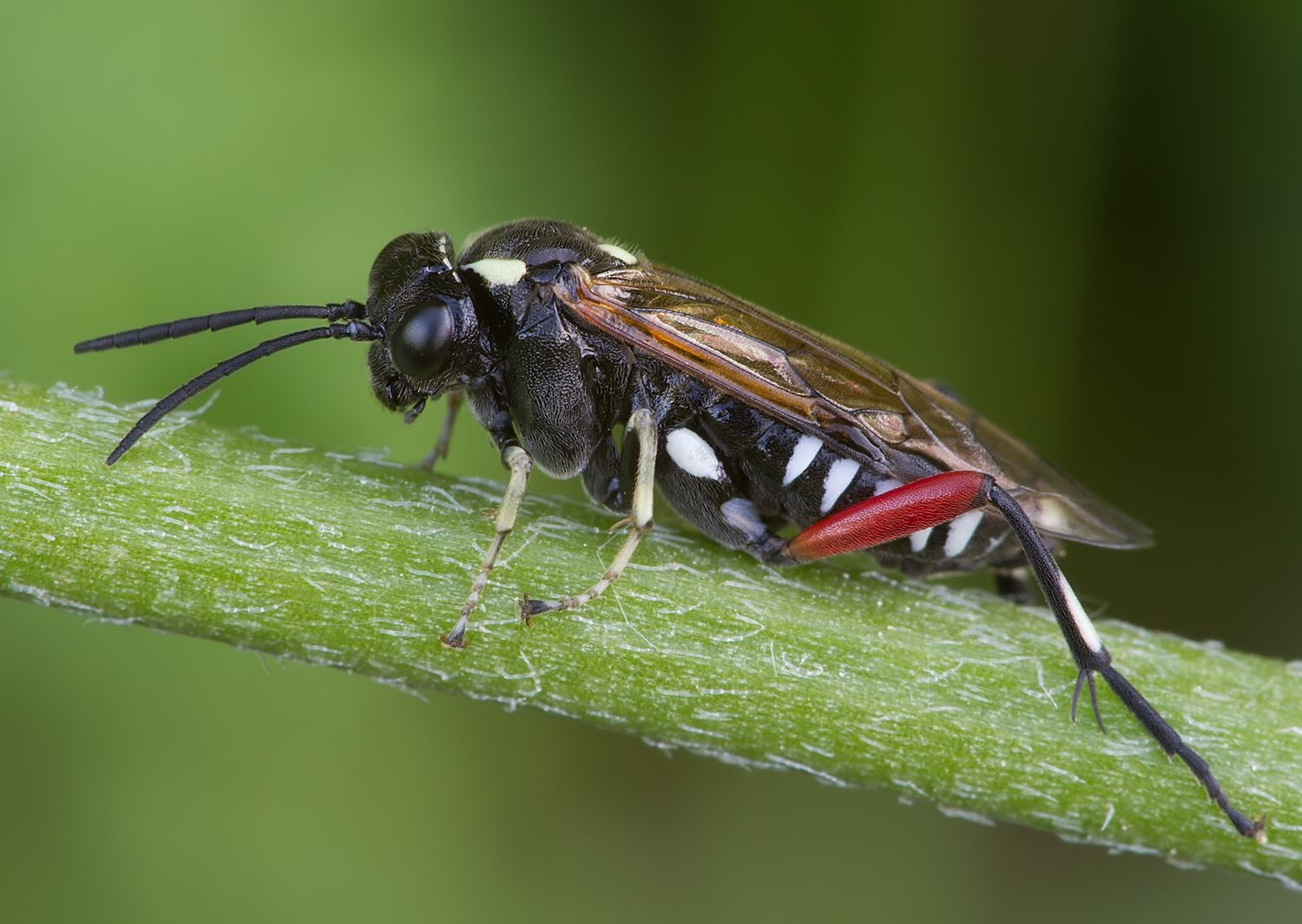 Macrophya punctumalbum