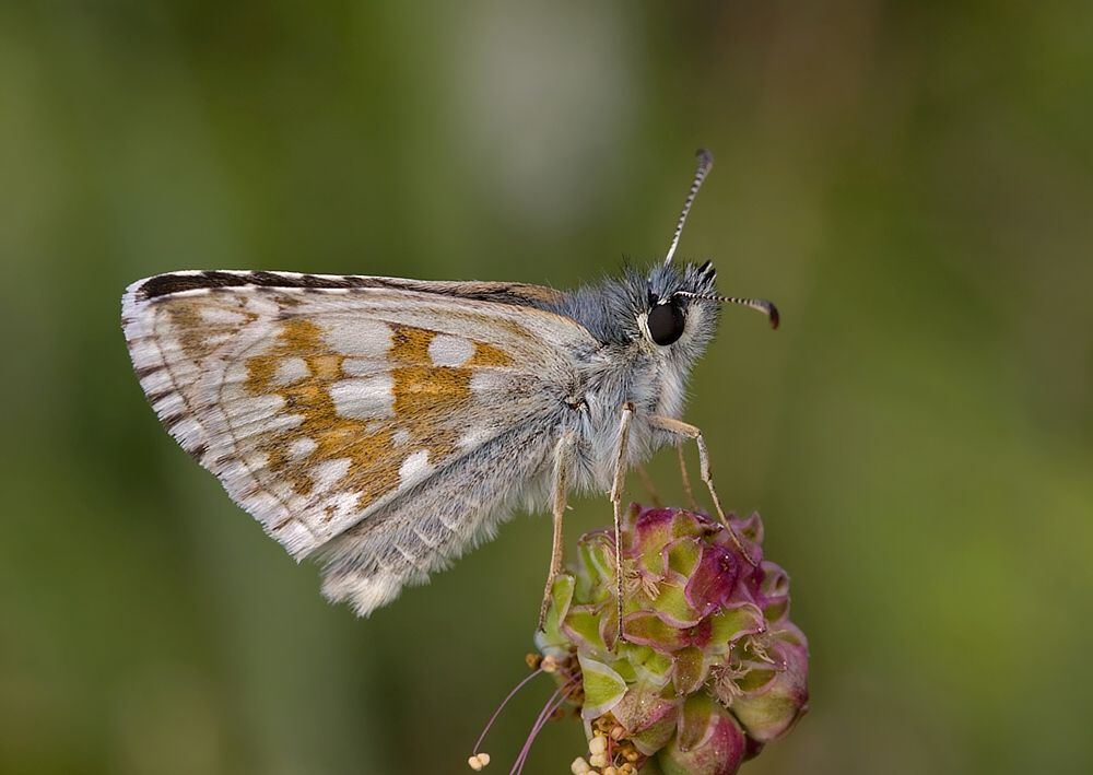 Pyrgus carthami