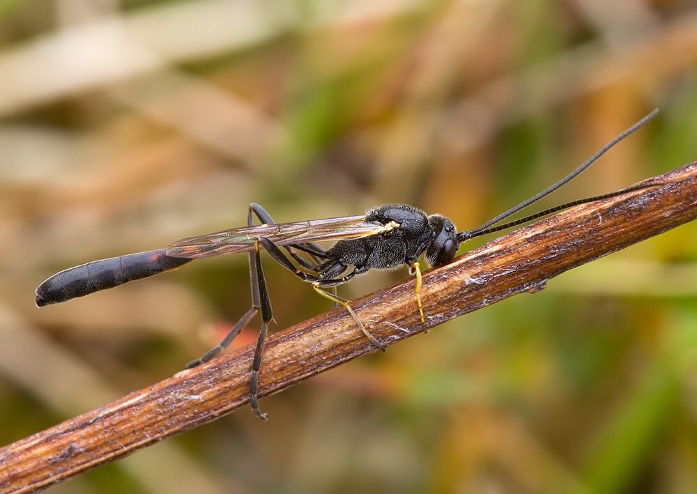 Agrypon sp.