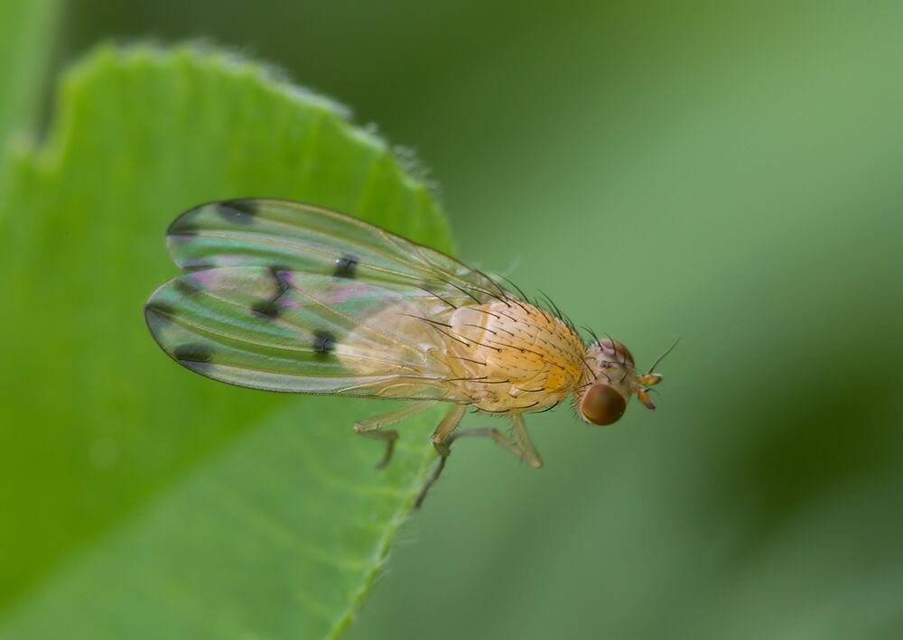 Meiosimyza decempunctata