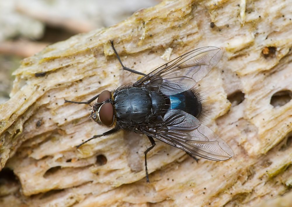 Calliphora loewi