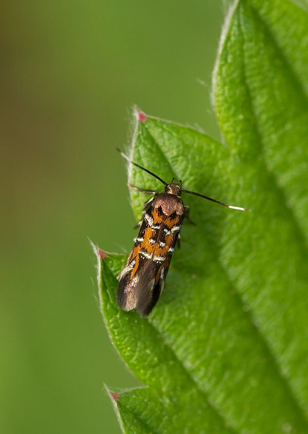 Pancalia leuwenhoekella