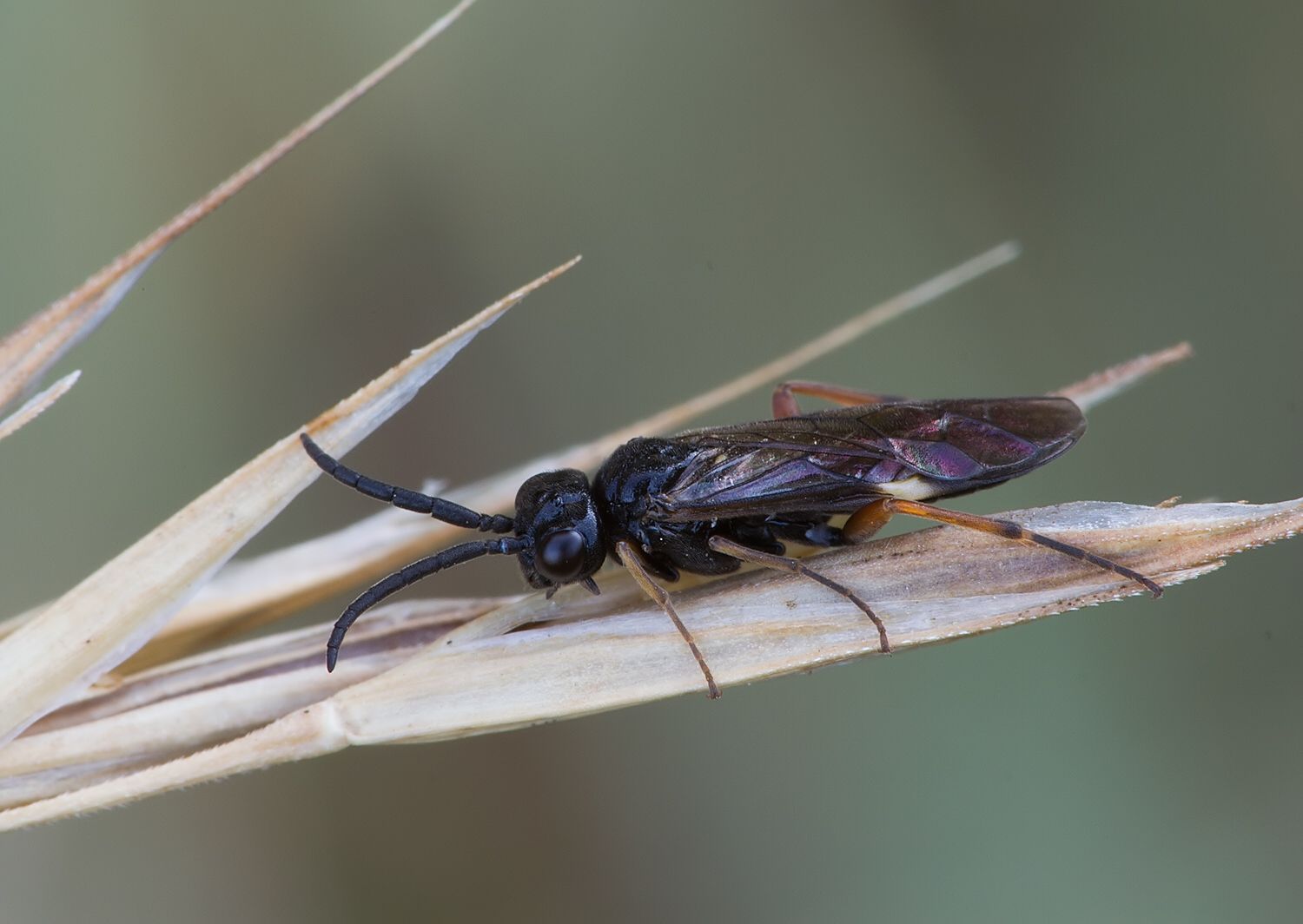 Allantus cinctus