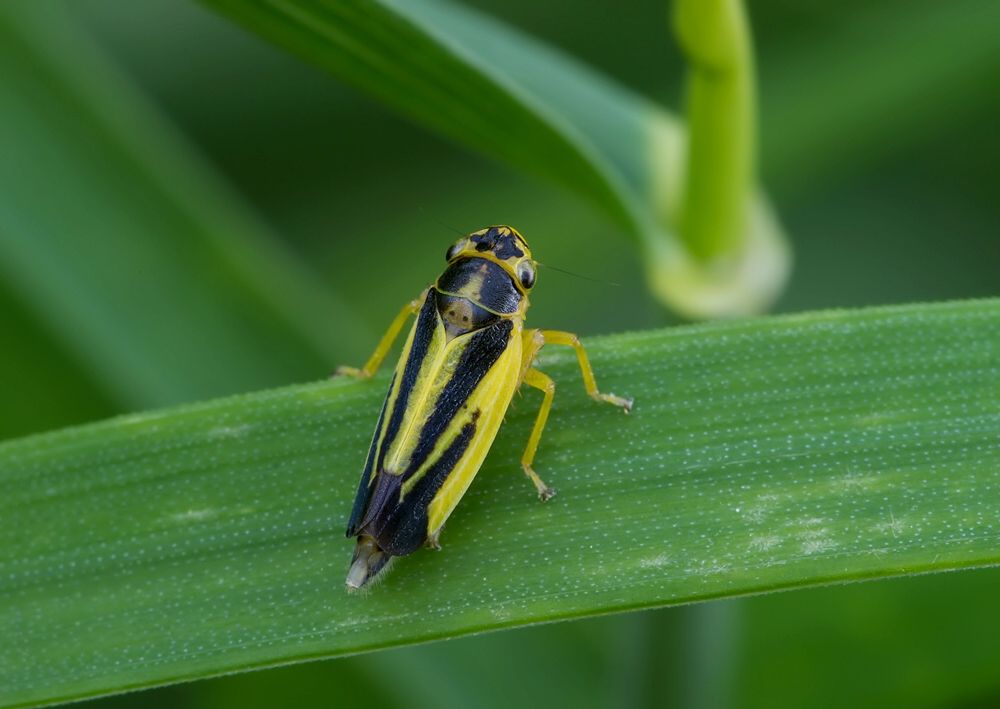 Evacanthus interruptus
