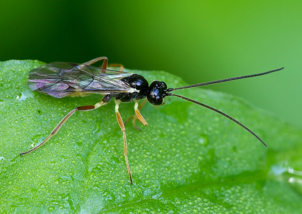 Acrotomus sp.