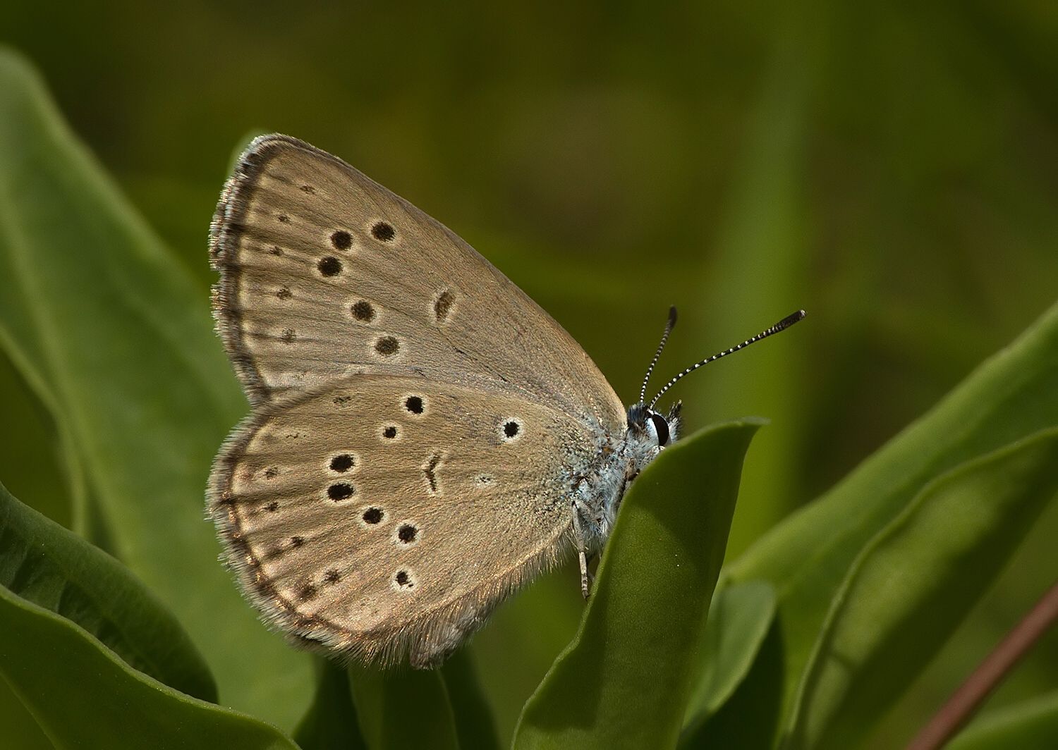 Maculinea rebeli