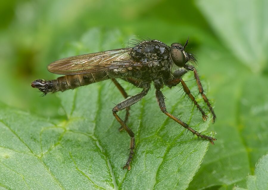 Machimus chrysitis