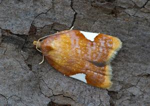 Acleris holmiana