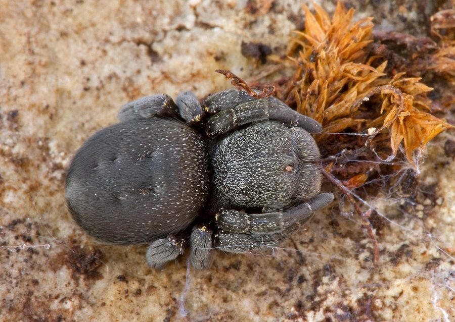 Eresus cf. hermani
