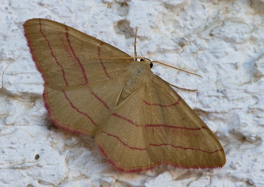 Rhodostrophia vibicaria