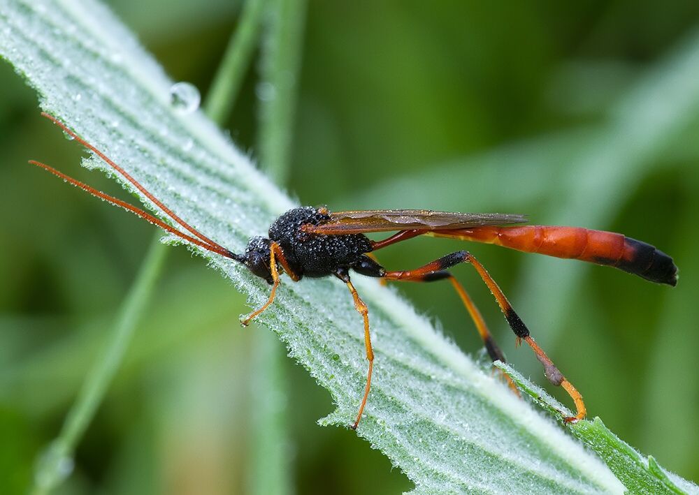 Therion circumflexum