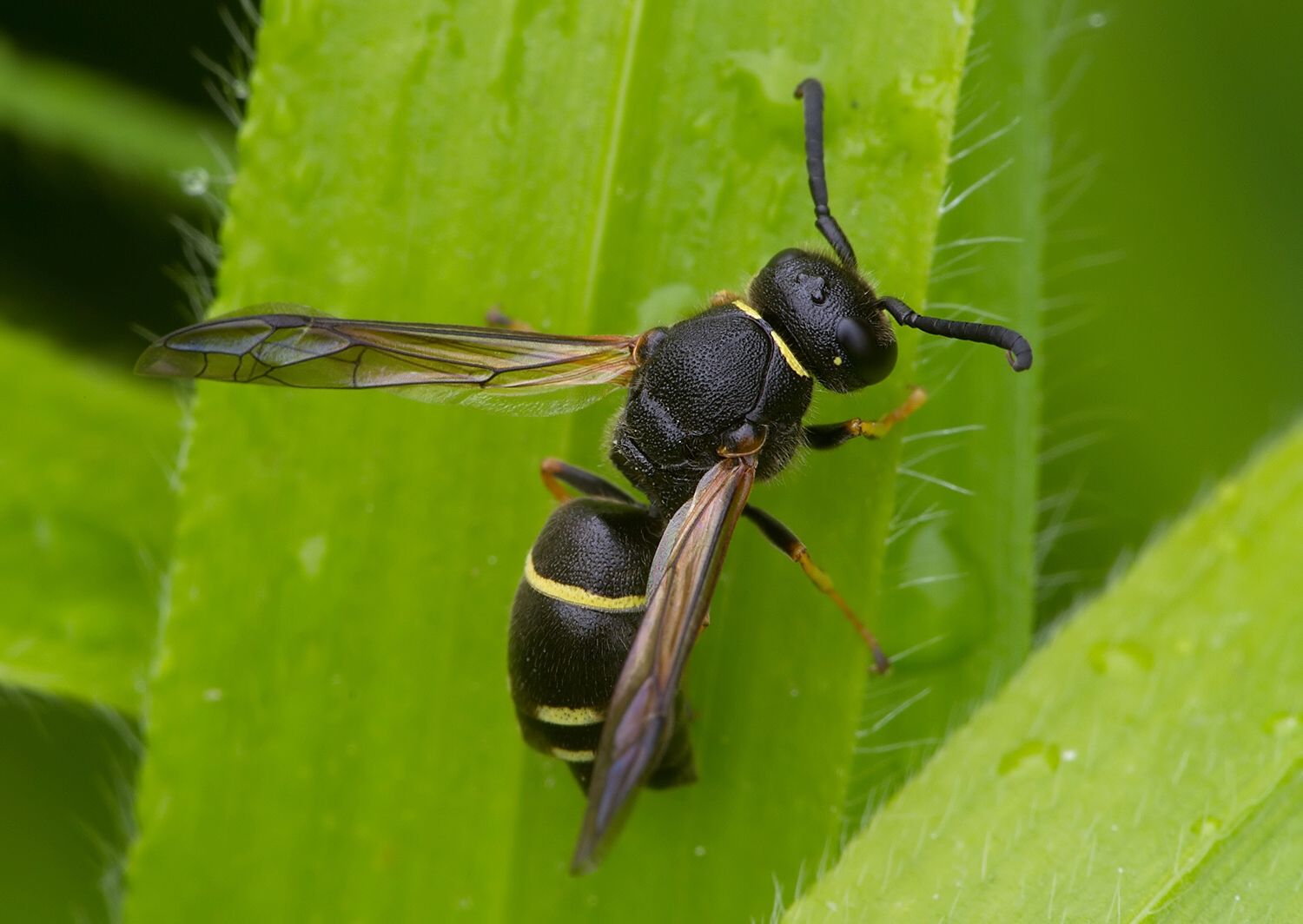 Symmorphus gracilis