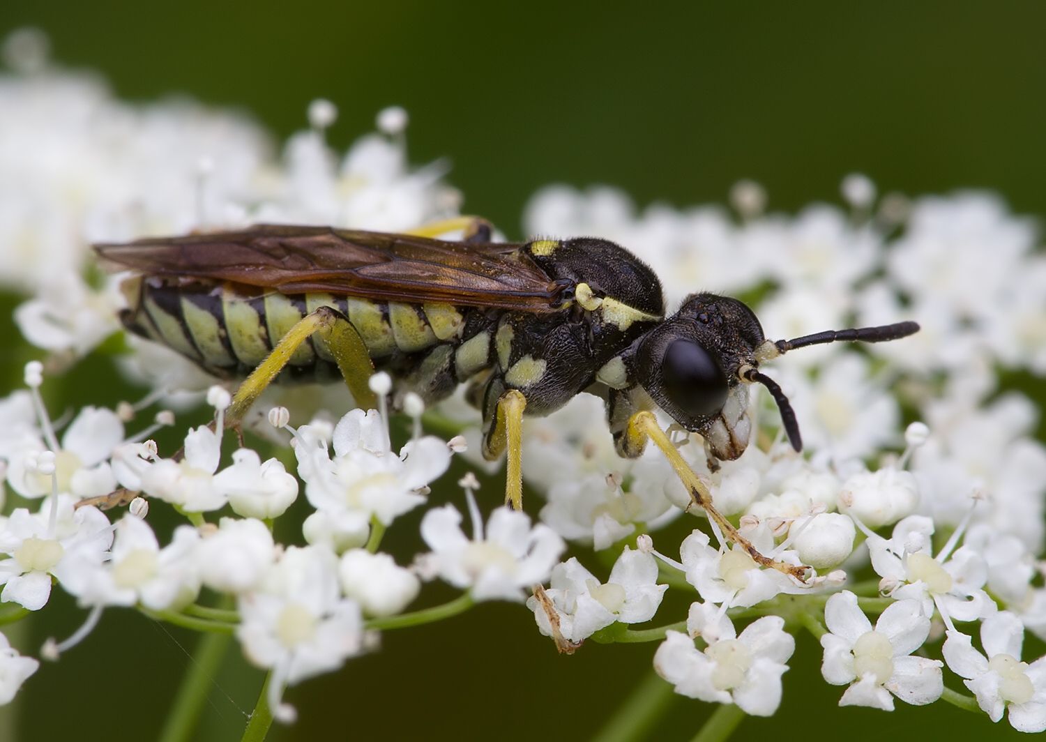 Tenthredo arcuata