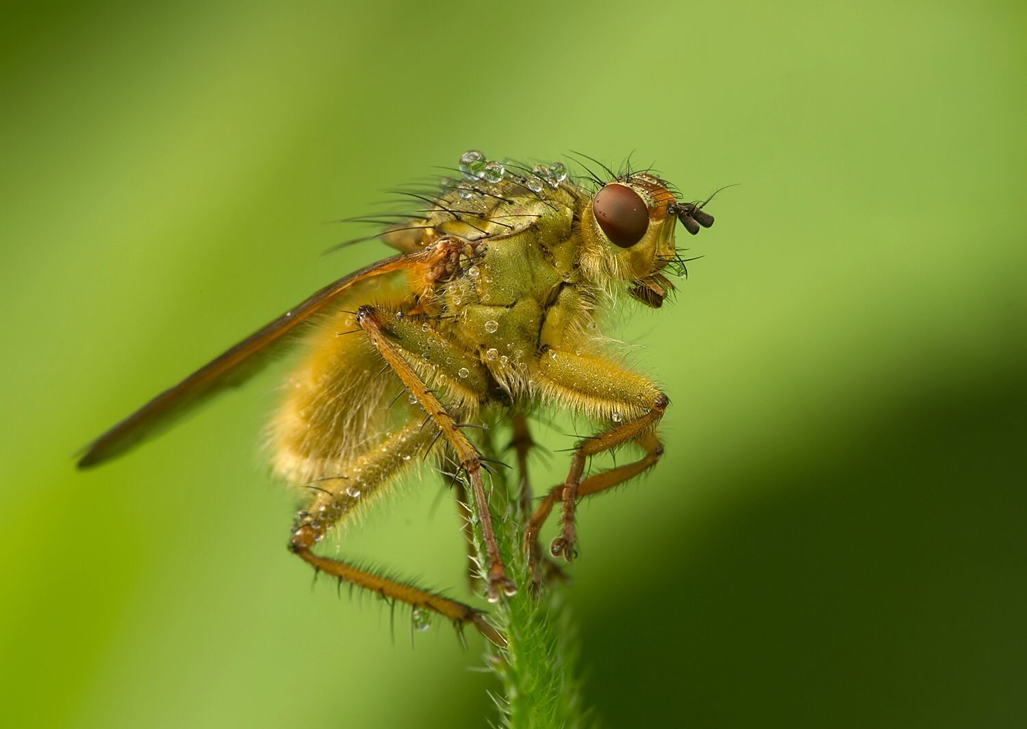 Scathophaga stercoraria