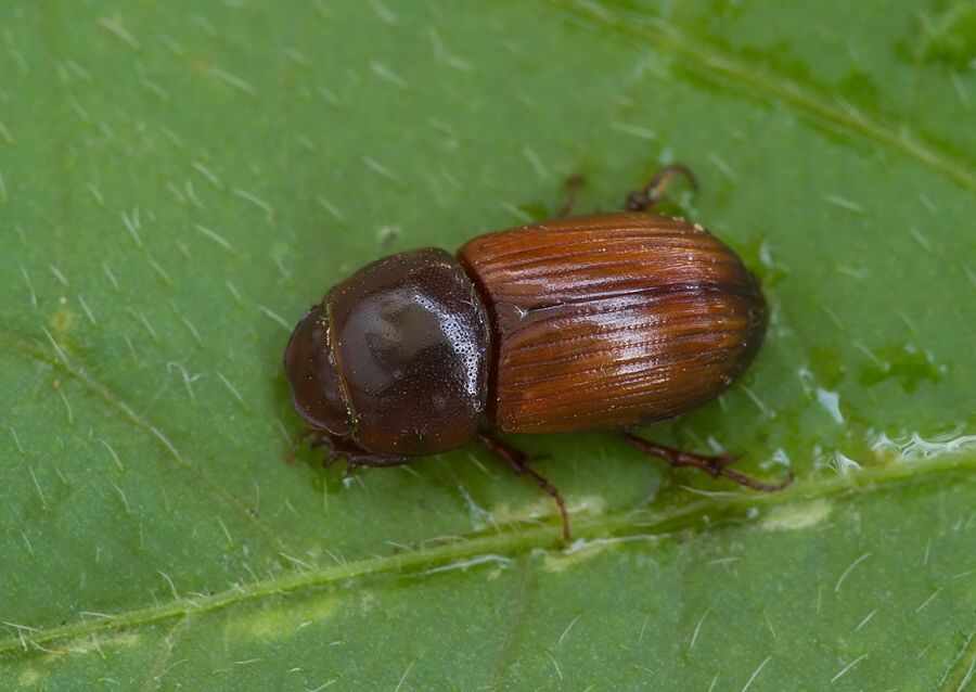 Agrilinus rufus