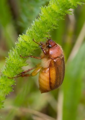 Amphimallon assimile