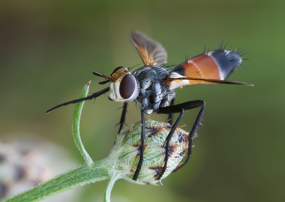 Cylindromyia brassicaria