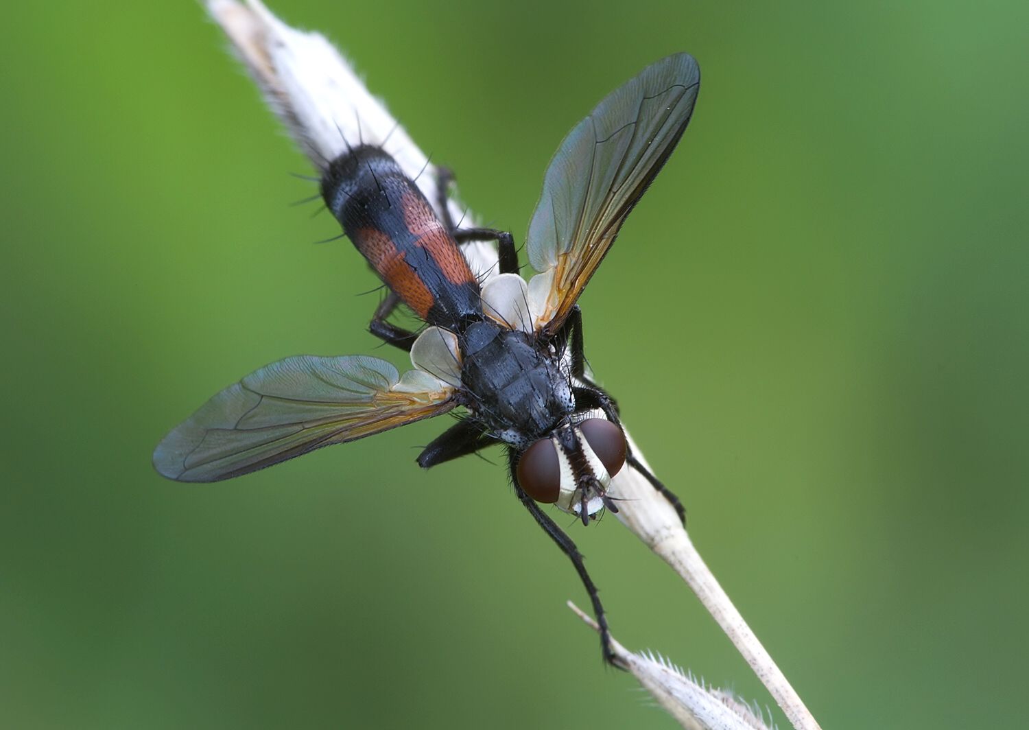 Cylindromyia auriceps