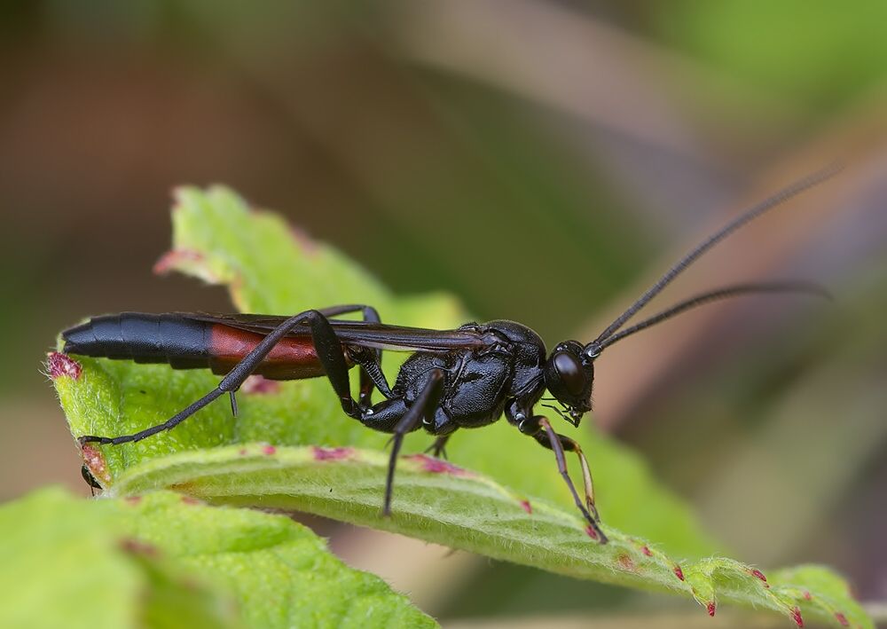 Patrocloides diasemae cf.