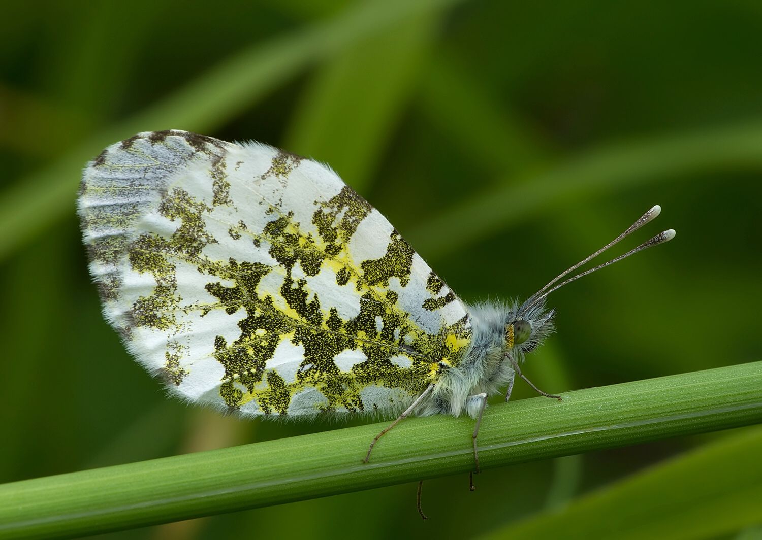 Anthocharis cardamines