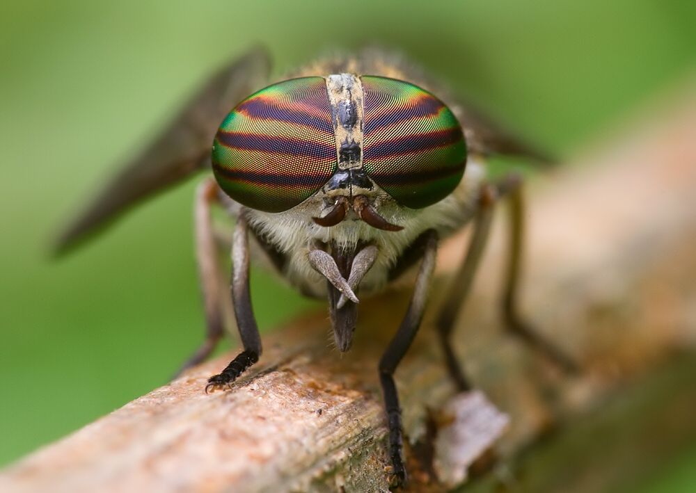 Tabanus glaucopis