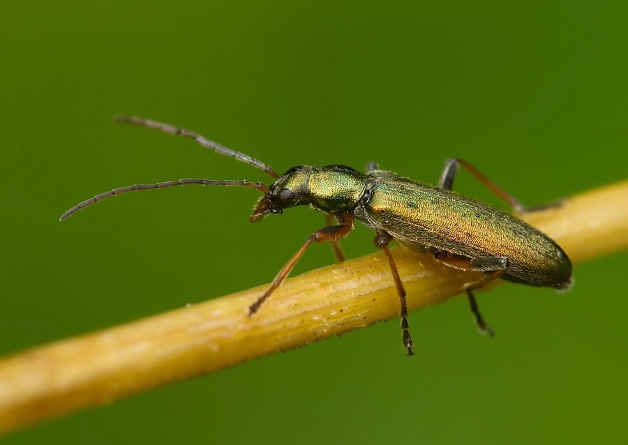 Chrysanthia geniculata