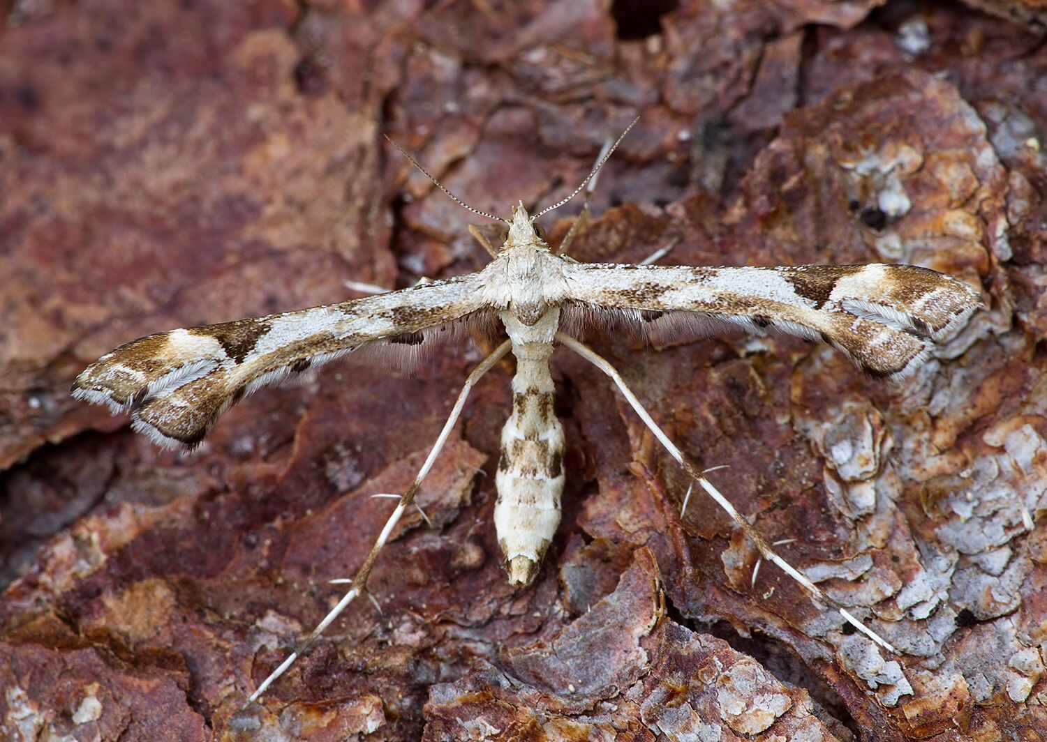 Platyptilia calodactyla cf.
