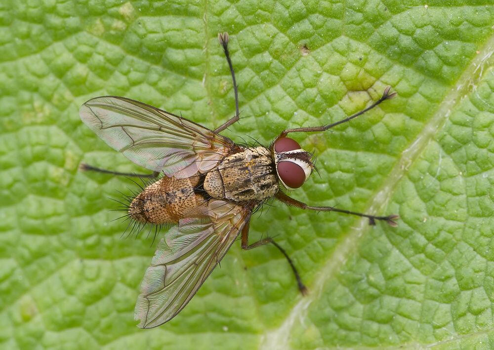 Dexiosoma caninum