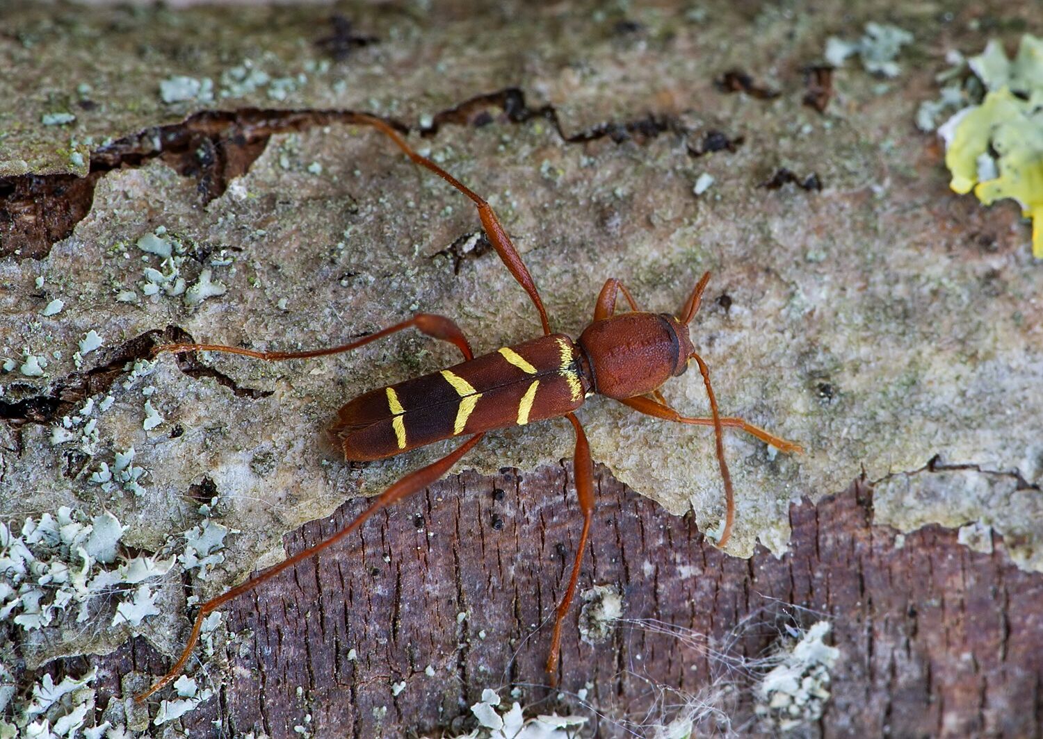 Neoclytus acuminatus
