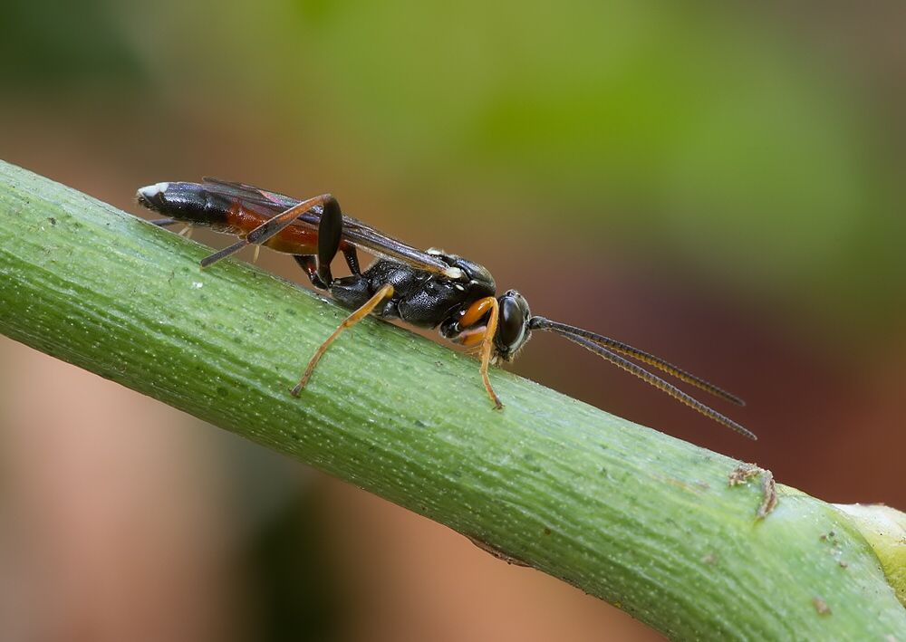 Spilothyrateles sp.