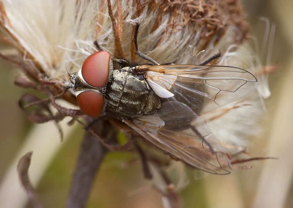 Phasia obesa