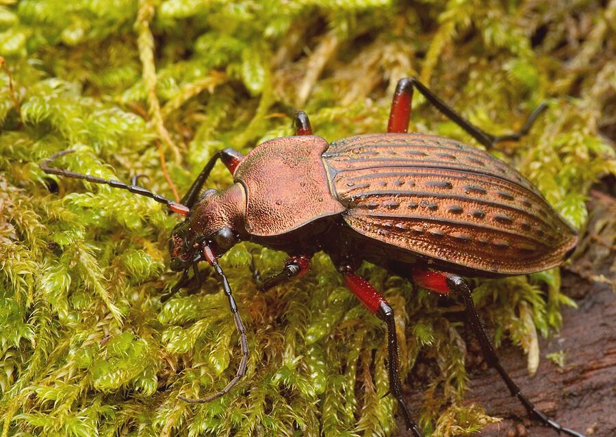 Carabus cancellatus