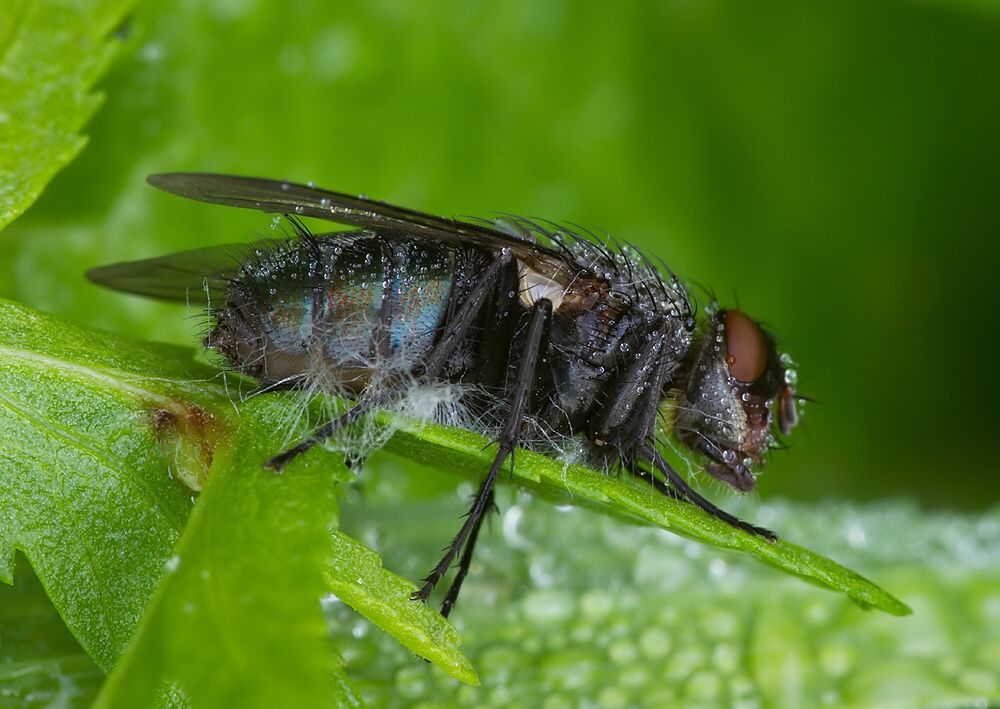 Bellardia vulgaris cf.