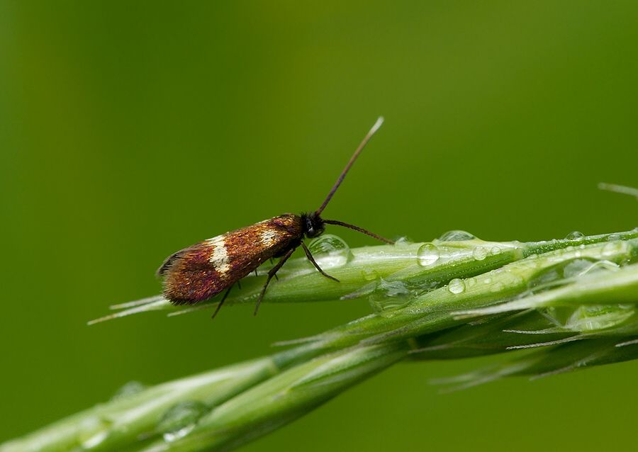 Cauchas fibulella
