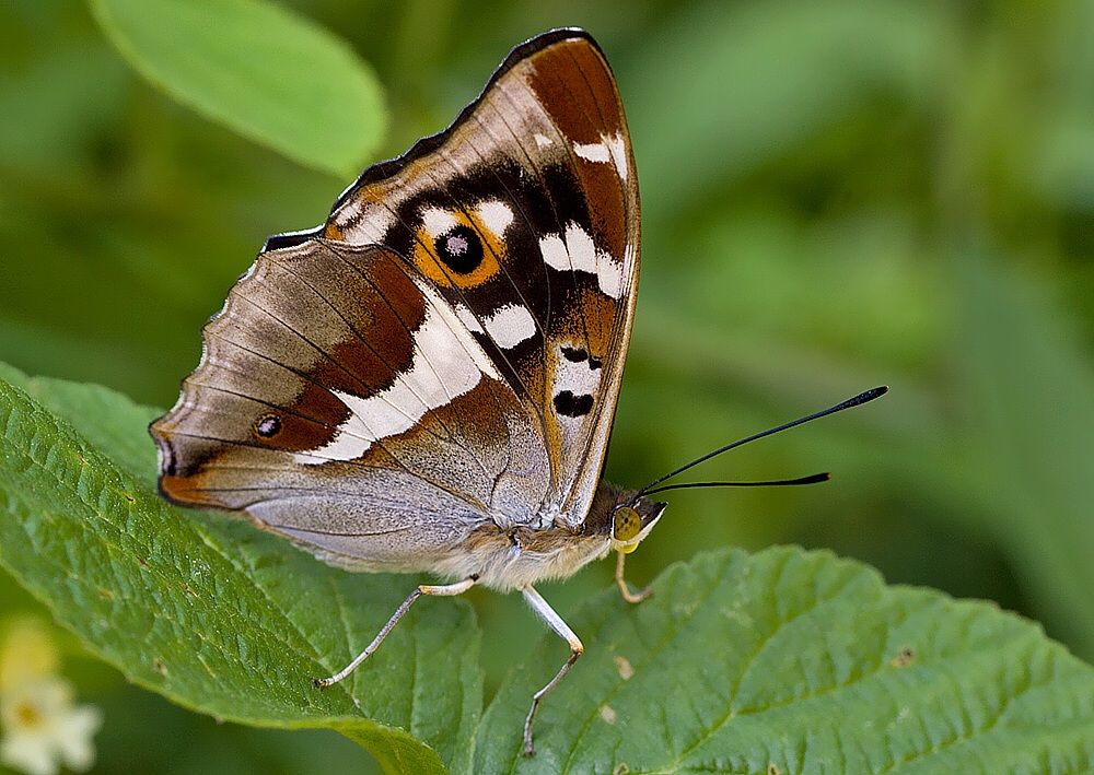 Apatura iris